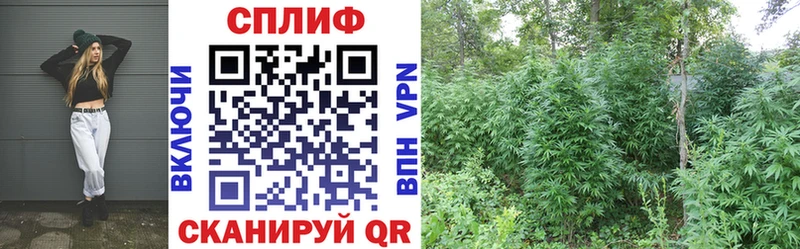 Бошки марихуана индика  Гатчина 